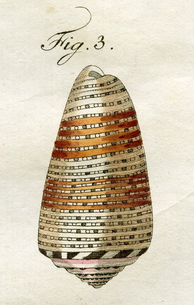 Illustration of Conus Ammiralis (subspecies Arausiacus) by Jacob Xavier Schmuzer